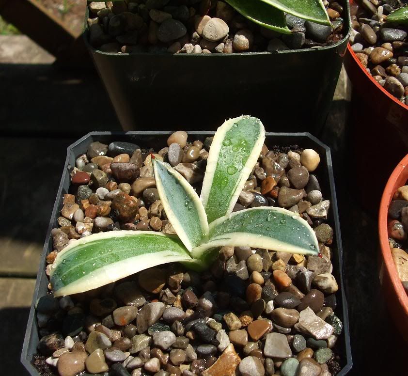 8 New Little Agave Babies..